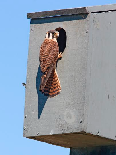 The Fight To Save The American Kestrel