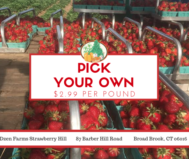 Looking For A Great Place To Pick-Your-Own Strawberries in CT? Dzen Farms in Broad Brook CT!